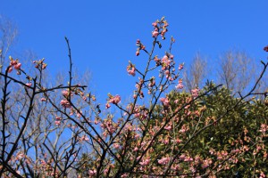 河津桜 2