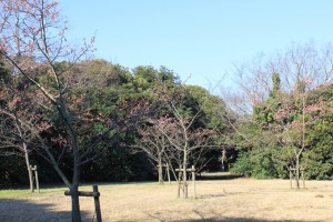 河津桜 1