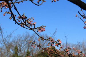 河津桜 3
