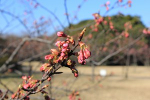 河津桜 4